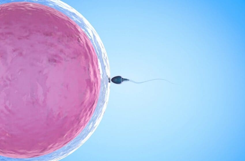 Schéma d'un spermatozoïde et d'un ovule