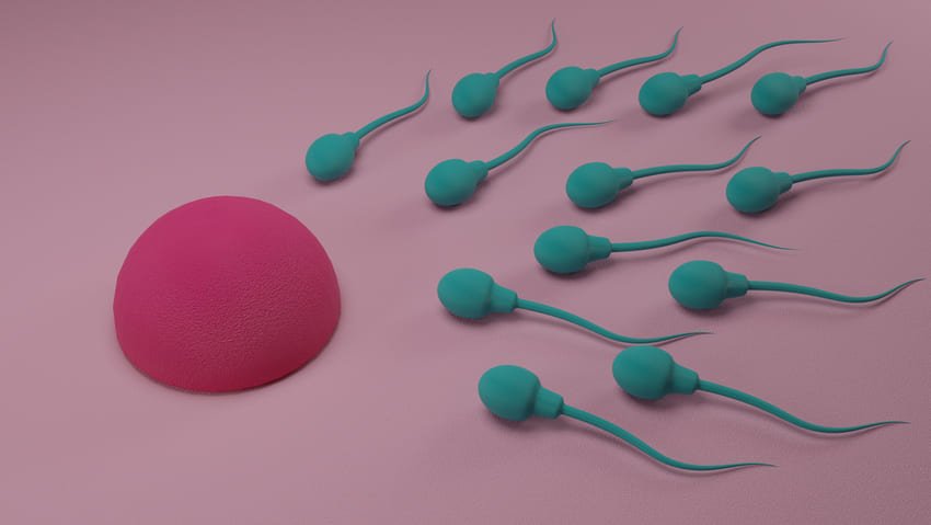 Schéma de spermatozoïdes et d'un ovule
